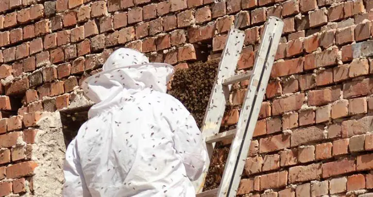 How Long Can Bees Live Trapped in a Wall