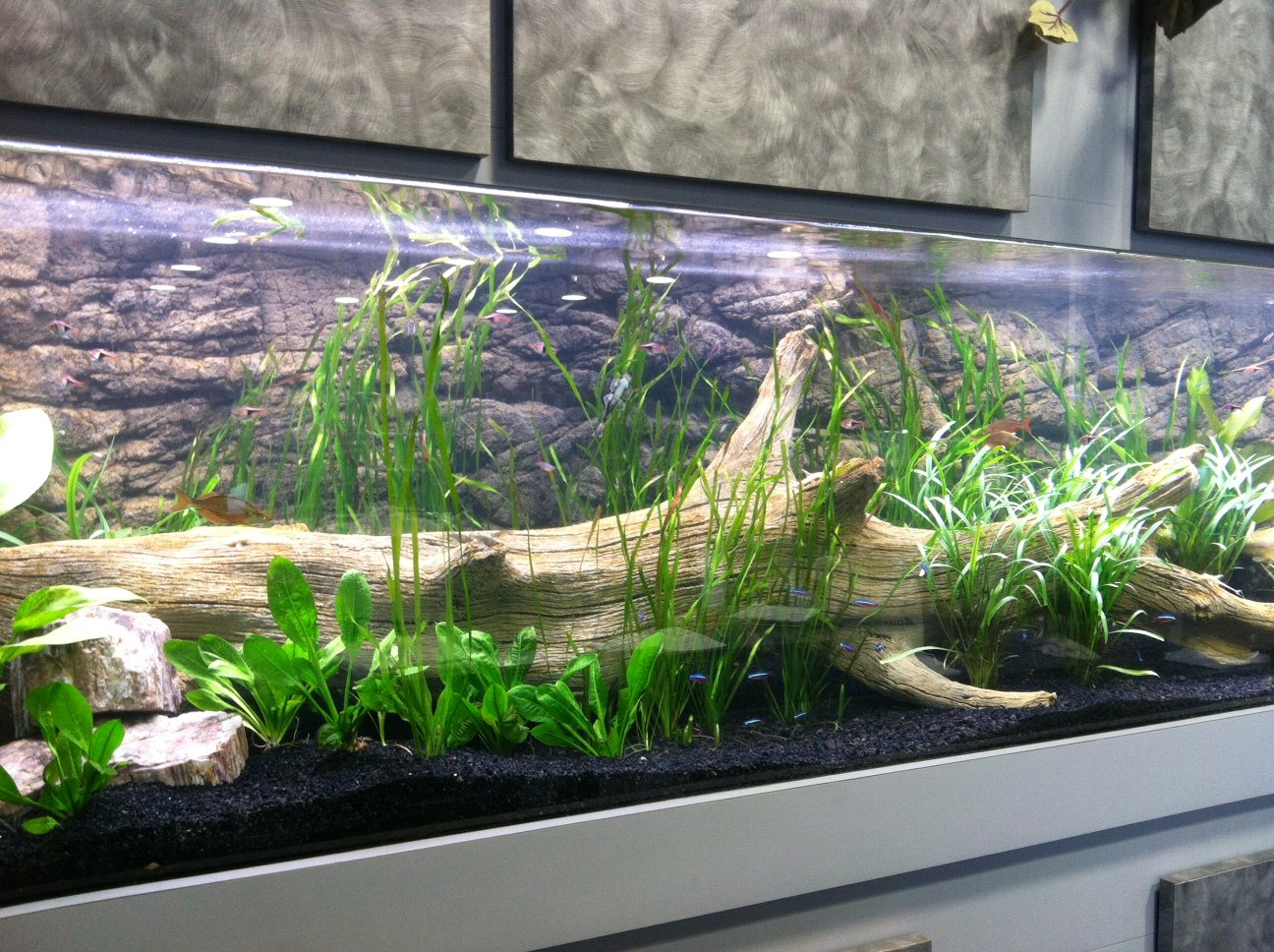 Can You Use Terrarium Wood in Aquarium?