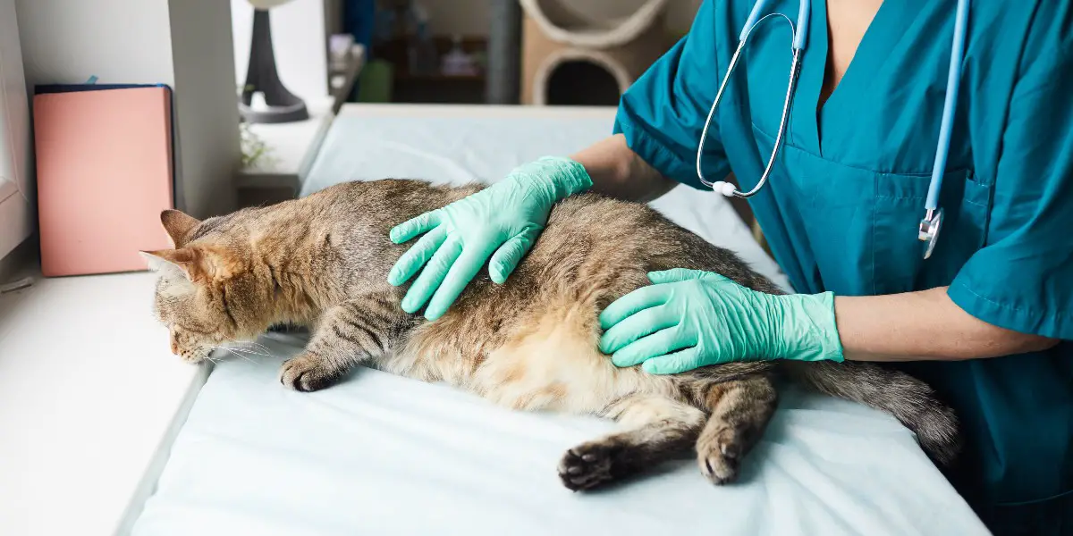 How Can I Neuter My Cat Without Surgery?