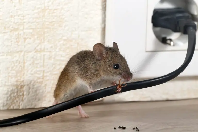 How Do Mice Get in Your Home