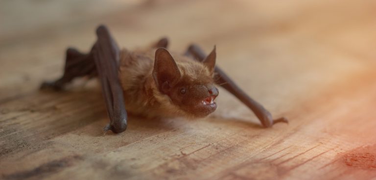 How Long Can a Bat Live Trapped in a House