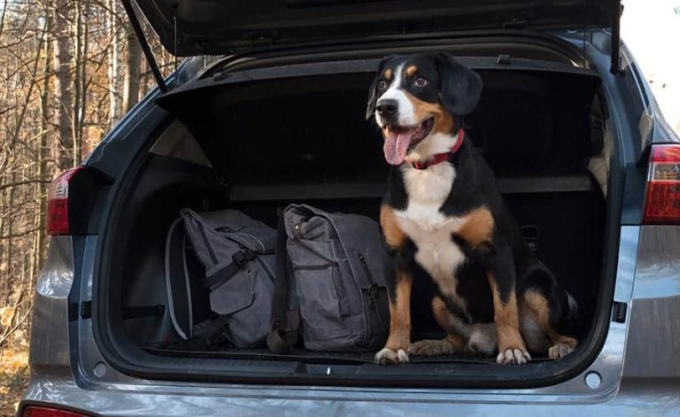 How to Bring Puppy Home in Car