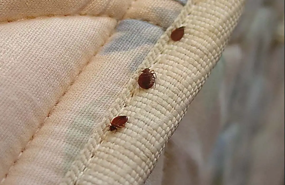 How to Check Furniture for Bed Bugs