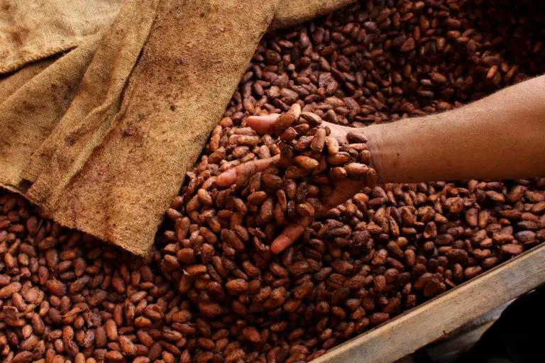 How to Ferment Cacao Beans at Home