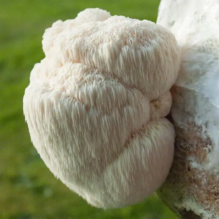 How to Grow Lion’s Mane Mushrooms at Home