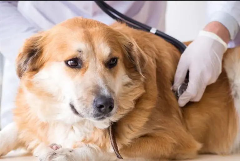 How to Heal Dog Urethral Prolapse at Home