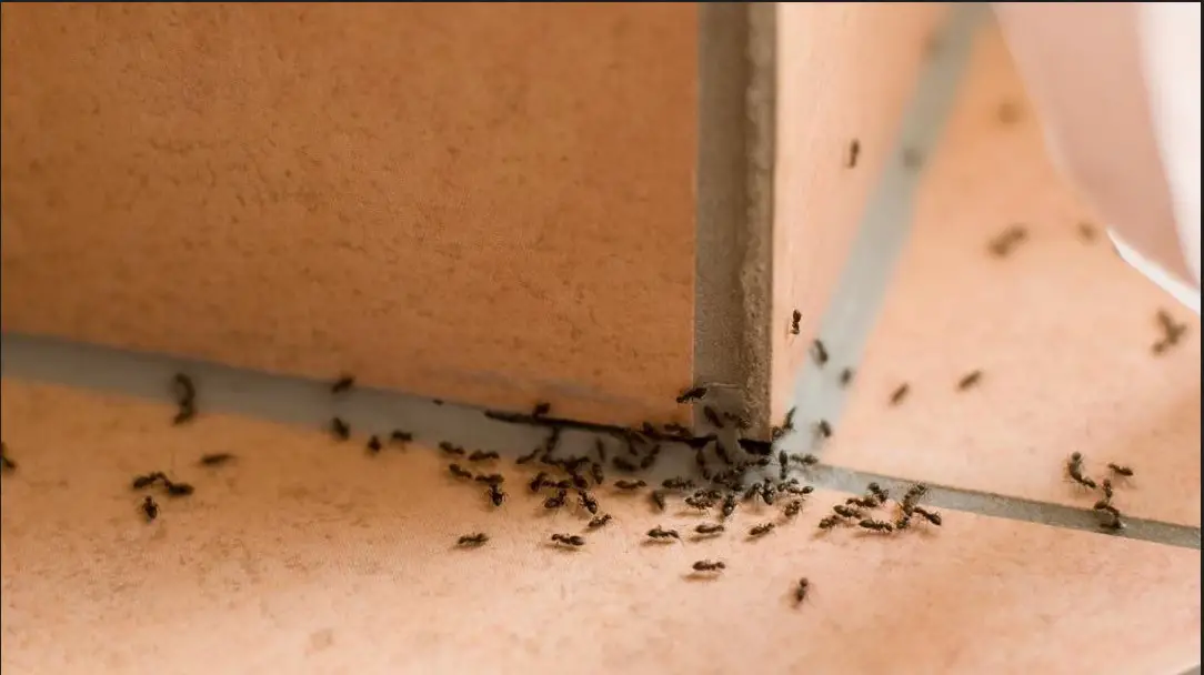 How to Keep Ants off Outdoor Furniture