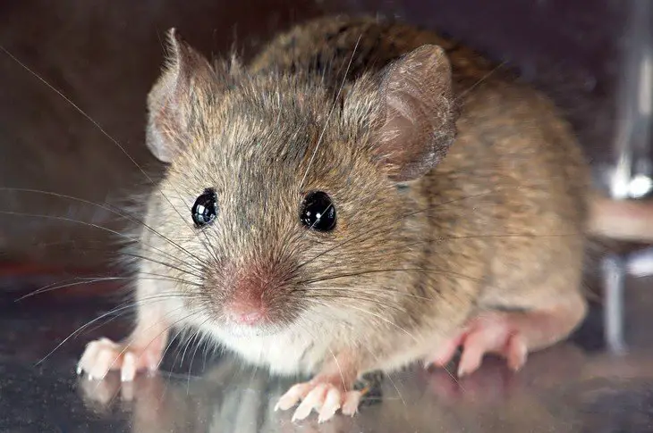 How to Keep Mice Out of the House in Winter
