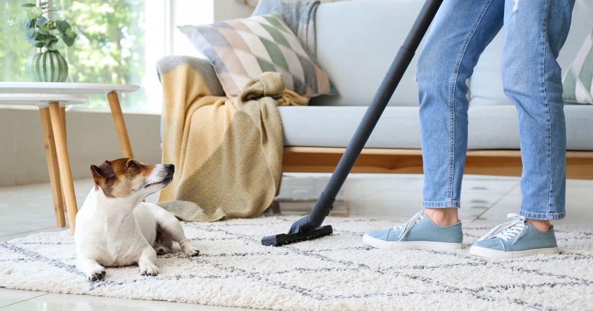 How to Keep Your House Clean With a Shedding Dog