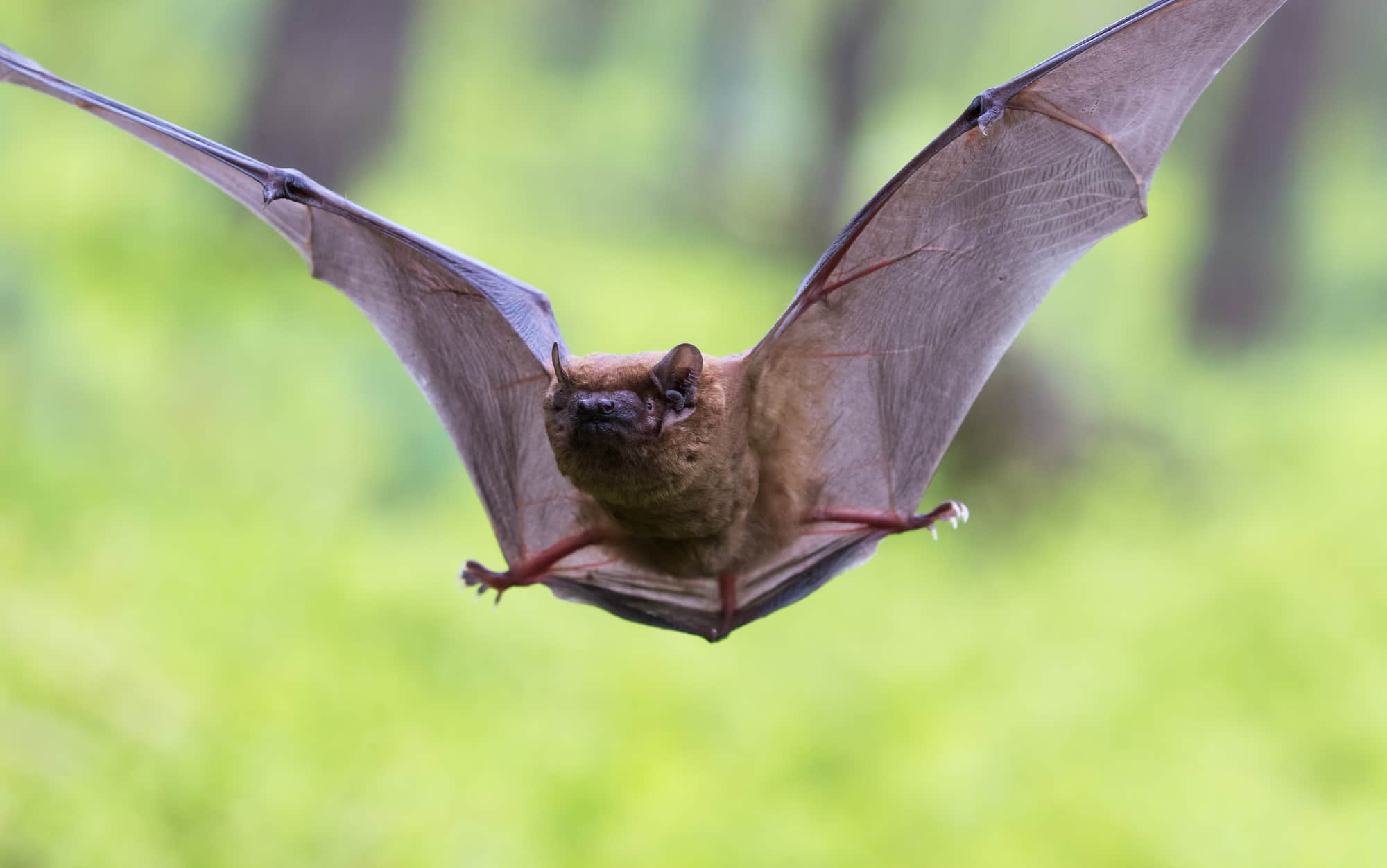 How to Know If You Have Bats in Your House