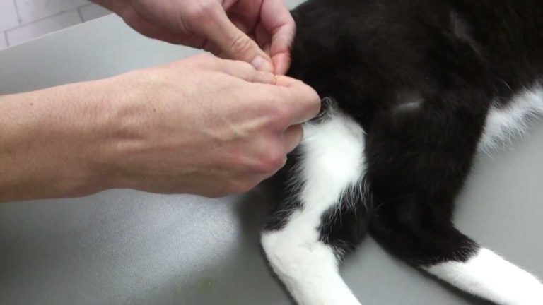 How to Neuter a Cat at Home With Rubber Band