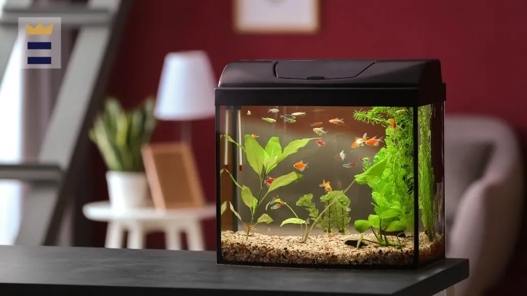 how-to-raise-ph-in-an-aquarium