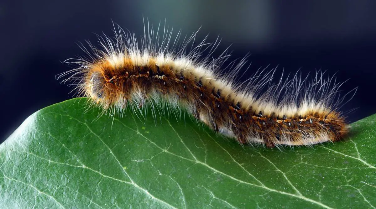 How Do You Keep a Caterpillar Alive at Home
