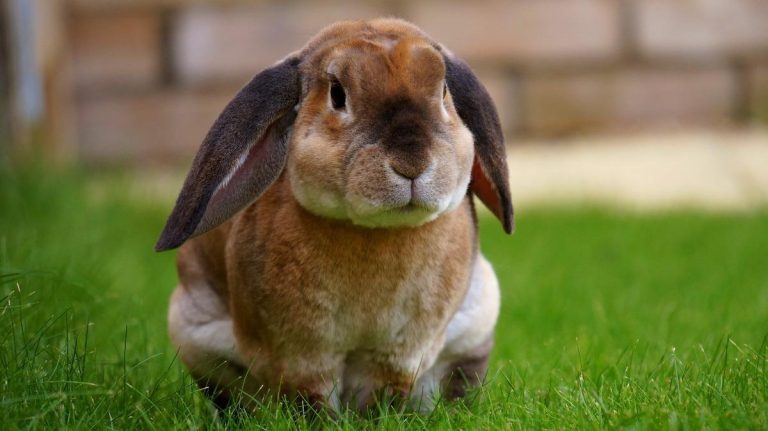 How to Treat Rabbit Ear Infection at Home
