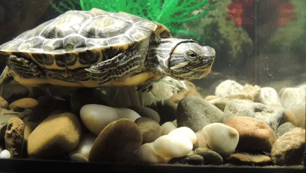 What Should I Put in My Turtle'S Tank