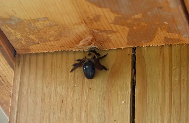Can Carpenter Bees Damage Your Home