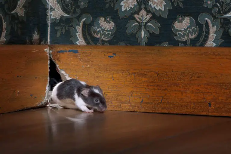 How Do Mice Enter Homes