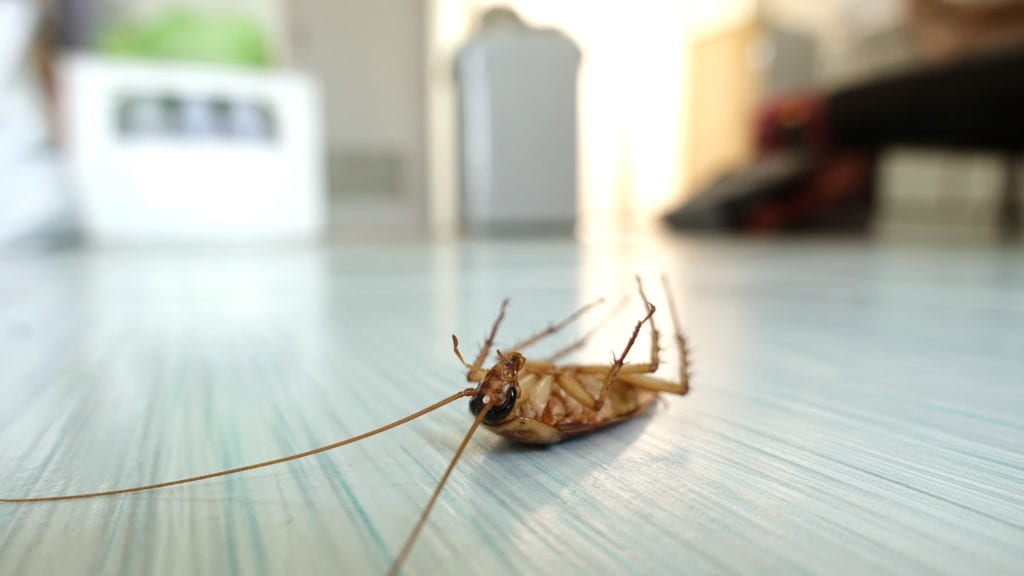How Long Do Cockroaches Live in a House