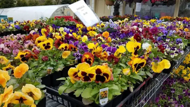 How Much is a Flat of Pansies at Home Depot