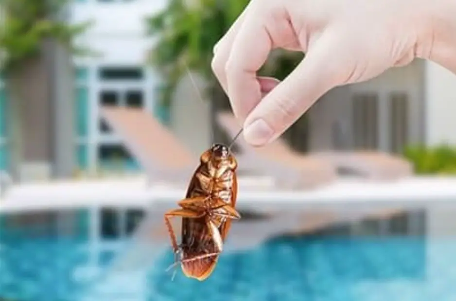 How to Avoid Bringing Cockroaches Home from Vacation