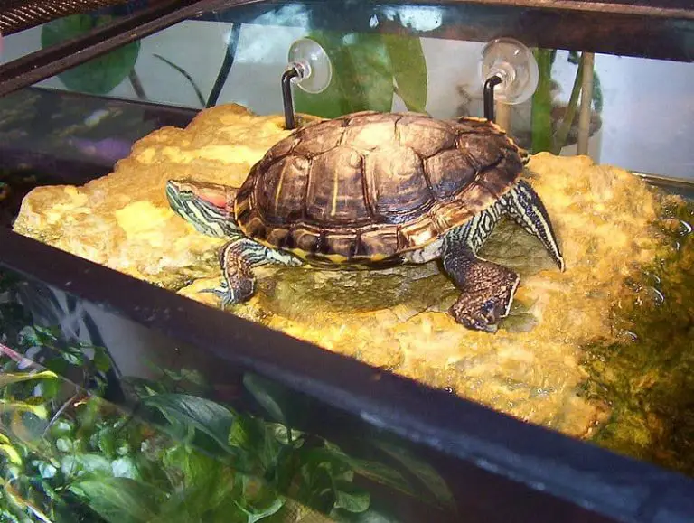 How to Decorate Turtle Tank