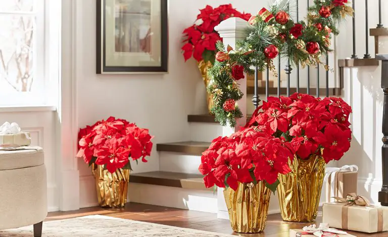 How to Decorate With Poinsettias