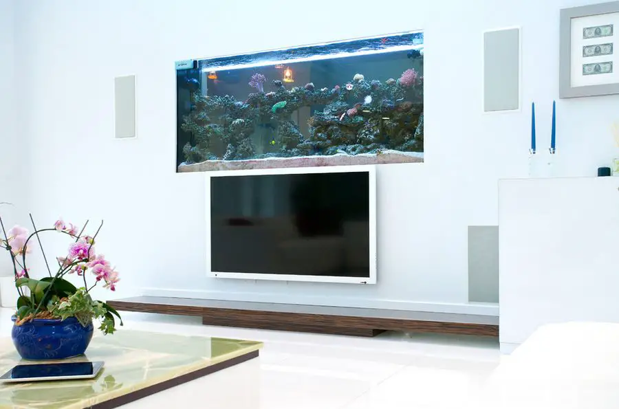 Can I Keep Aquarium near Tv