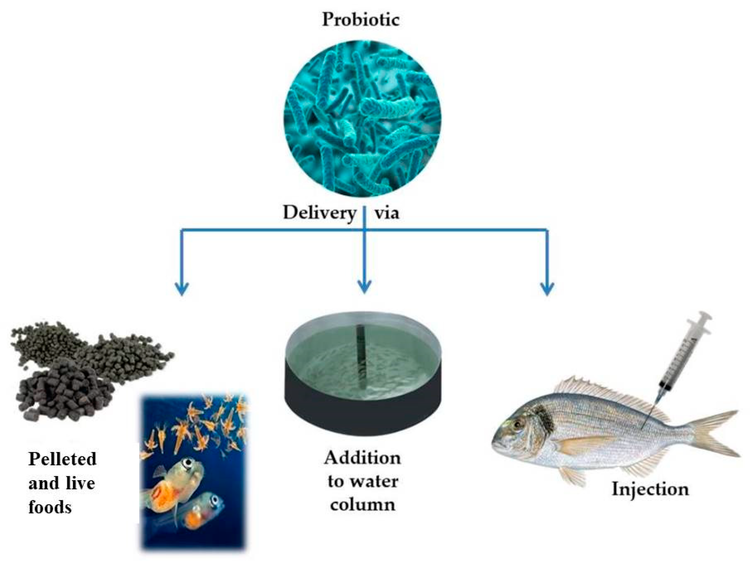 How Do Fish Farmers Make Probiotics