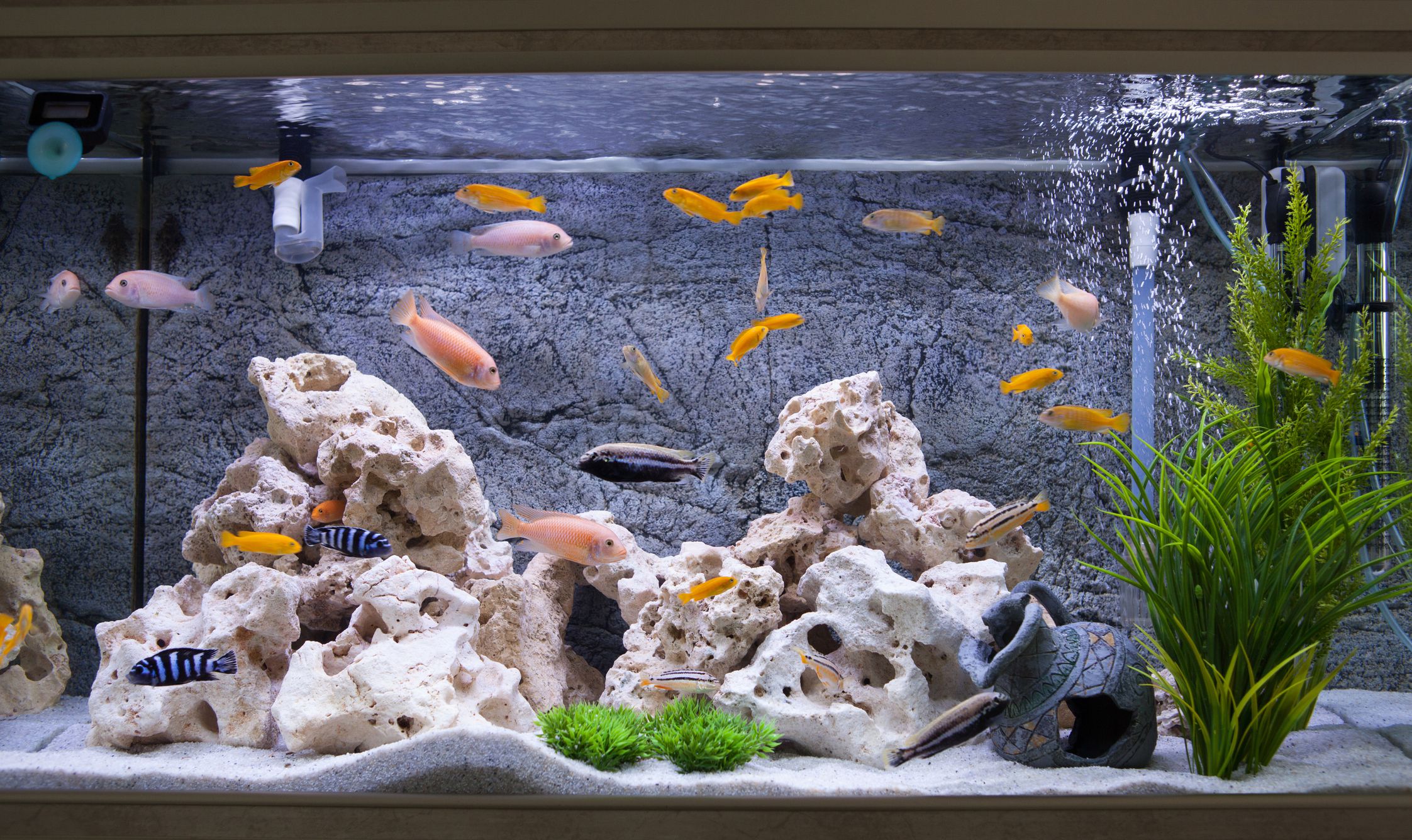 How to Keep Fish Tank from Falling Over