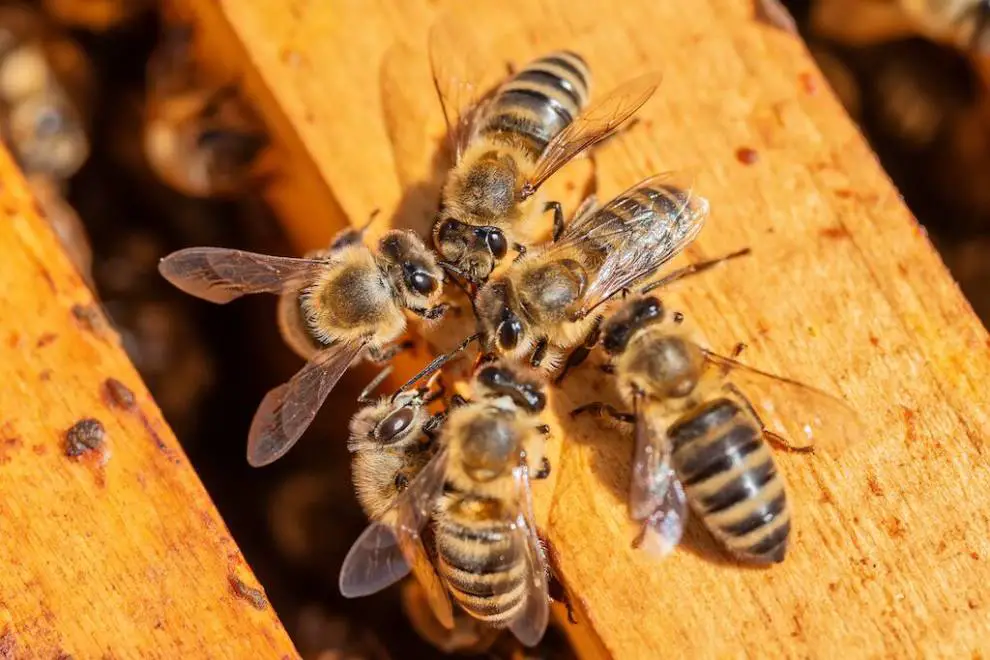 What Happens If You Block the Entrance to a Bee Nest?