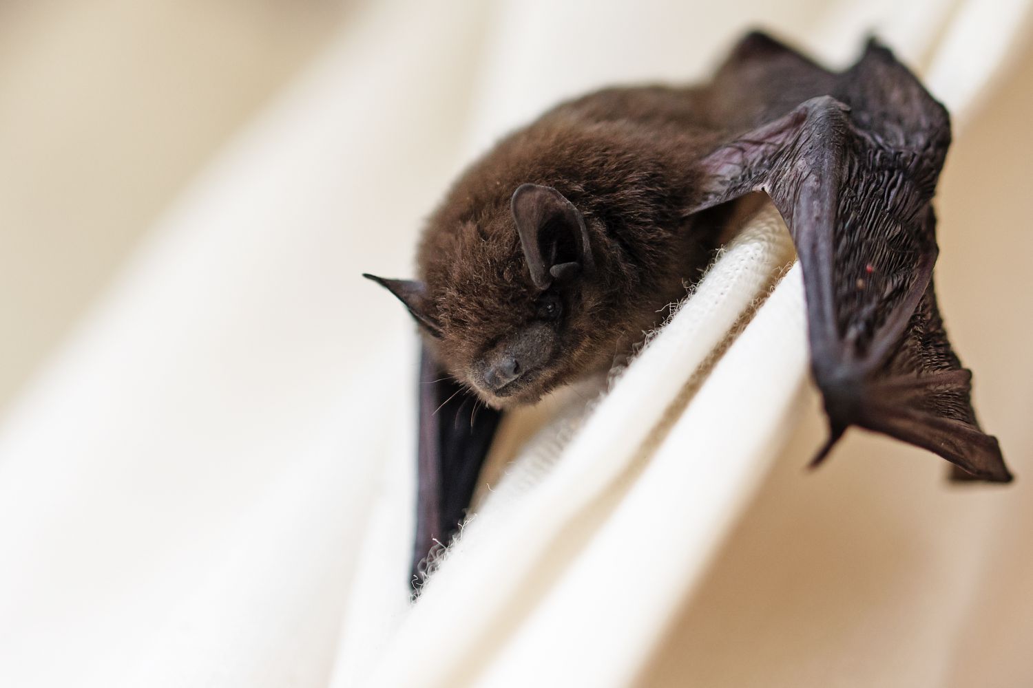 Will a Bat Leave on Its Own