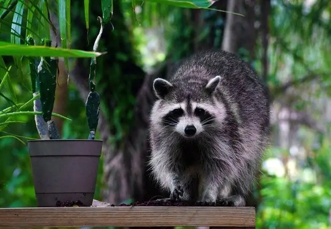 Will Raccoons Come in Your House