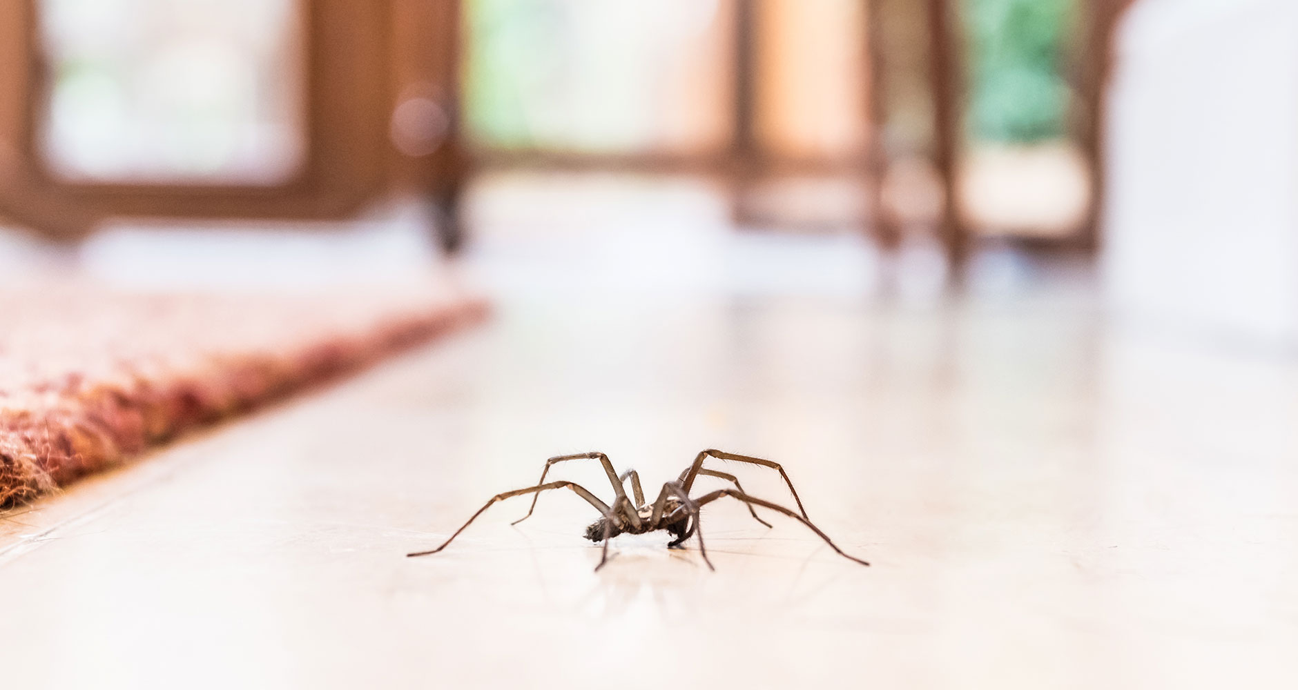 10 Ways to Pest Proof Your Home