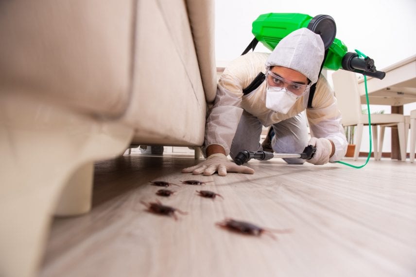 How Can I Keep My Home Pest Free Naturally