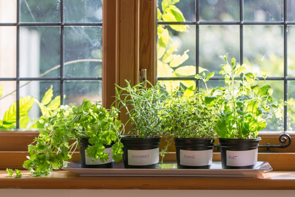 How Do I Start an Herb Garden in My Apartment