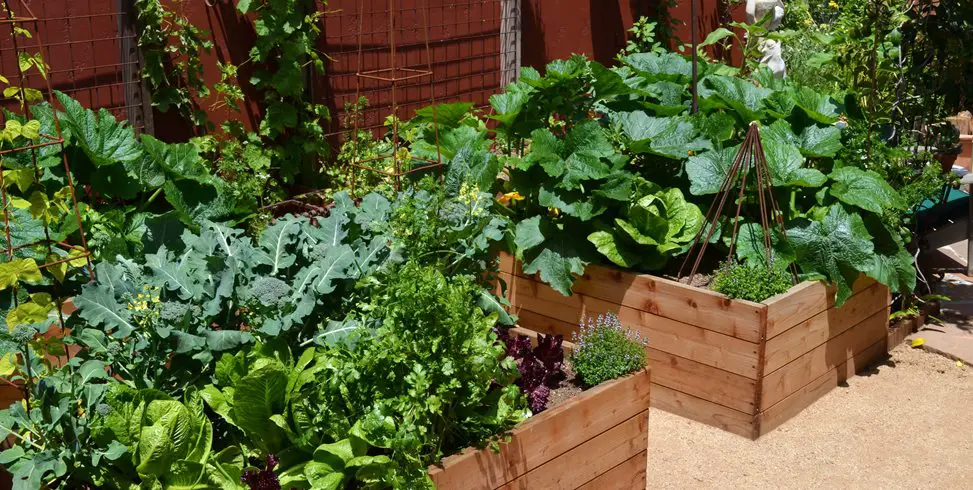 How Do You Arrange a Small Vegetable Garden
