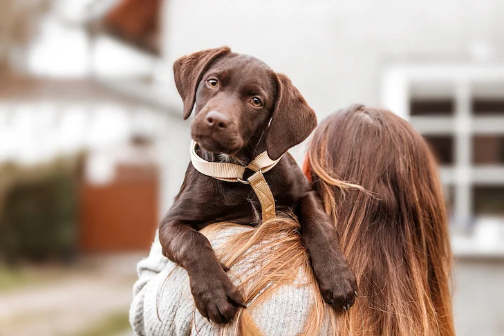 How Do You Take Care of a Puppy for Beginners