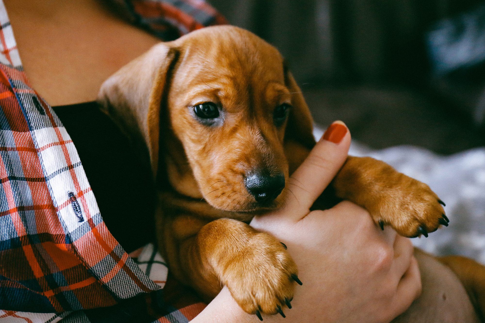 What First Time Puppy Owners Need to Know
