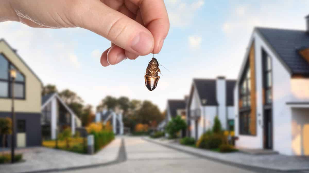 What Stops Bugs from Coming into Your House