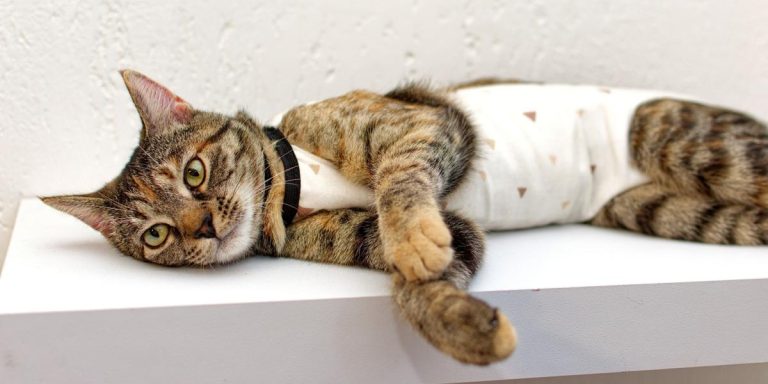 How Do You Neuter a Male Cat Without Surgery?