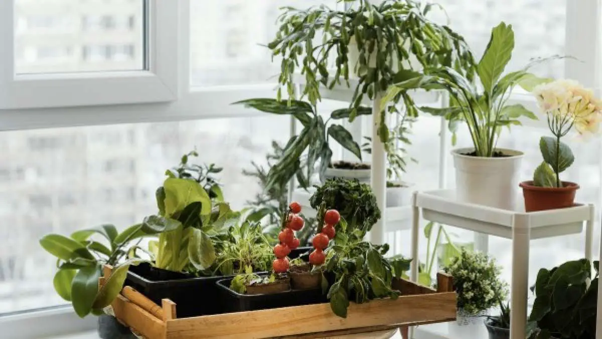 How To Successfully Create An Apartment Kitchen Garden