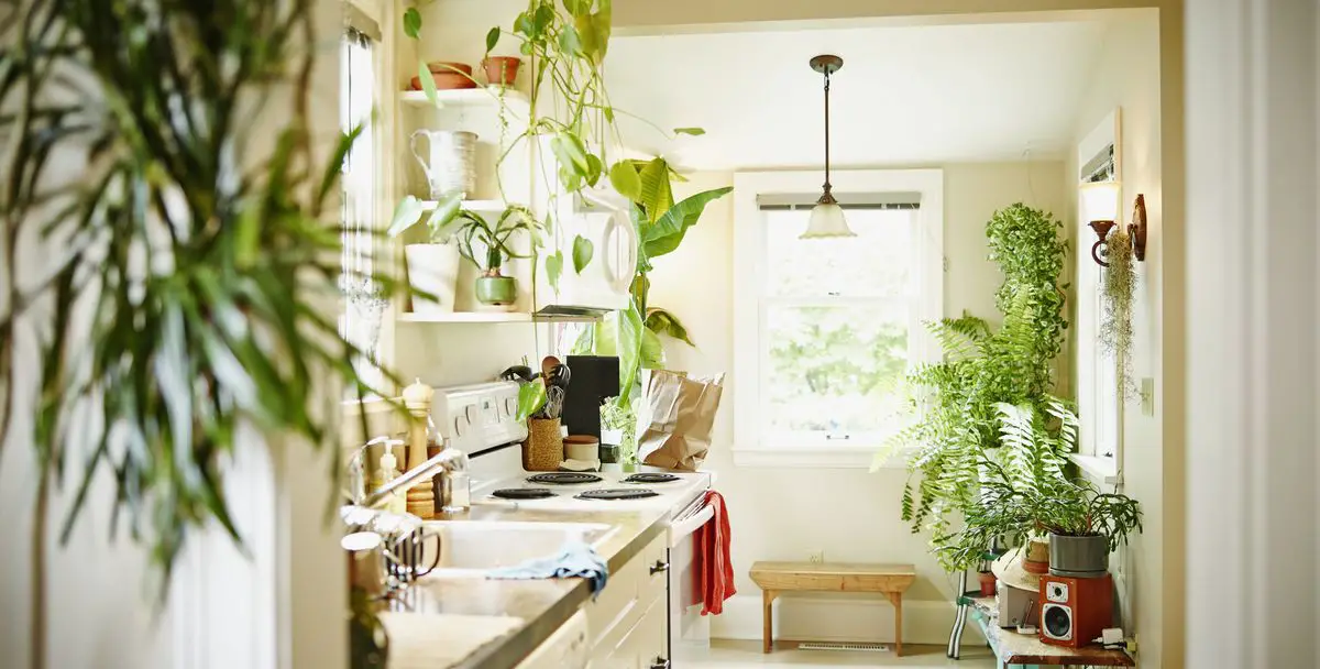 what-plants-are-ideal-for-kitchen-gardens