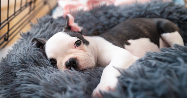 Where Should Your Puppy Sleep the First Night?