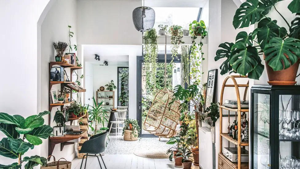 Is It Good to Have a Plant in Your Living Room