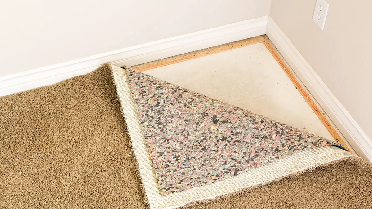 What Factors Increase the Risk of Mould Growing in Carpets
