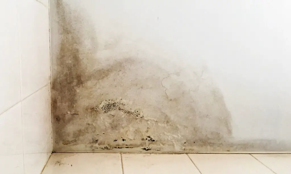 What is Mould