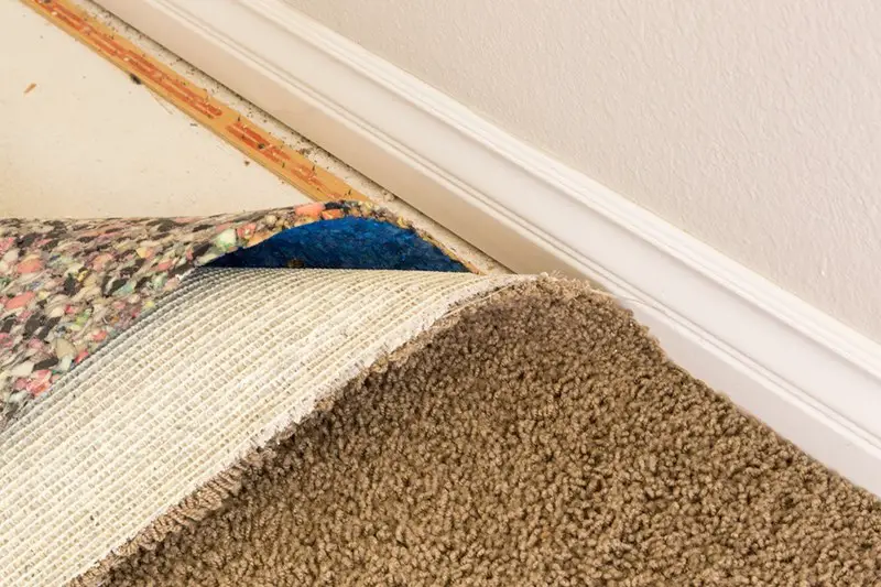 Can Mould Grow In Carpets