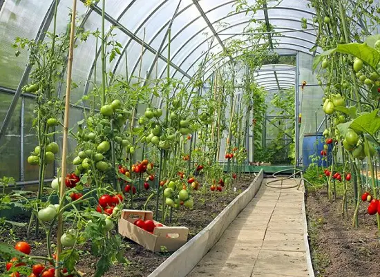 Benefits of Home Greenhouses