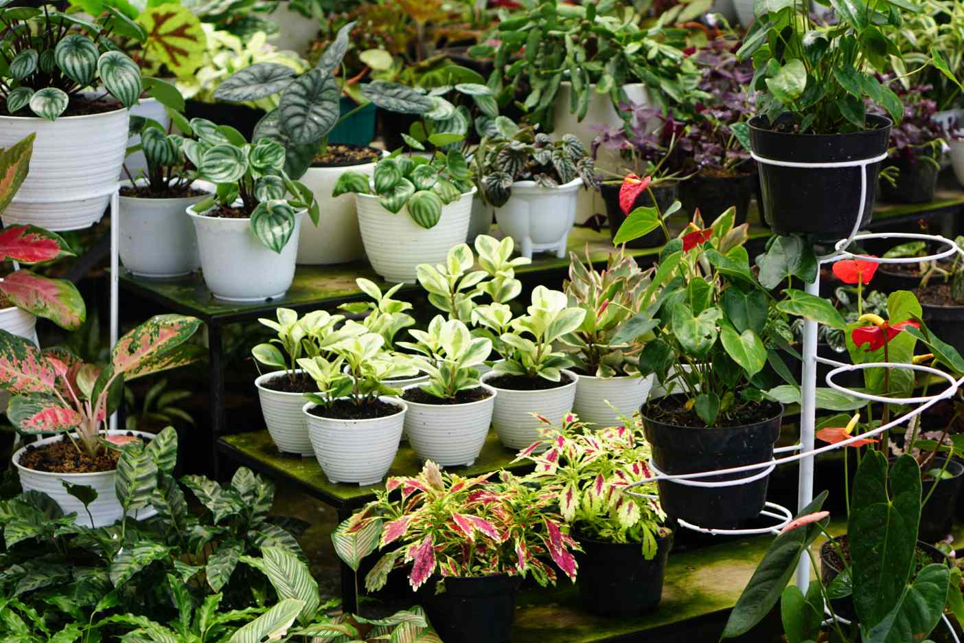 Caring for Your Planter and Plant