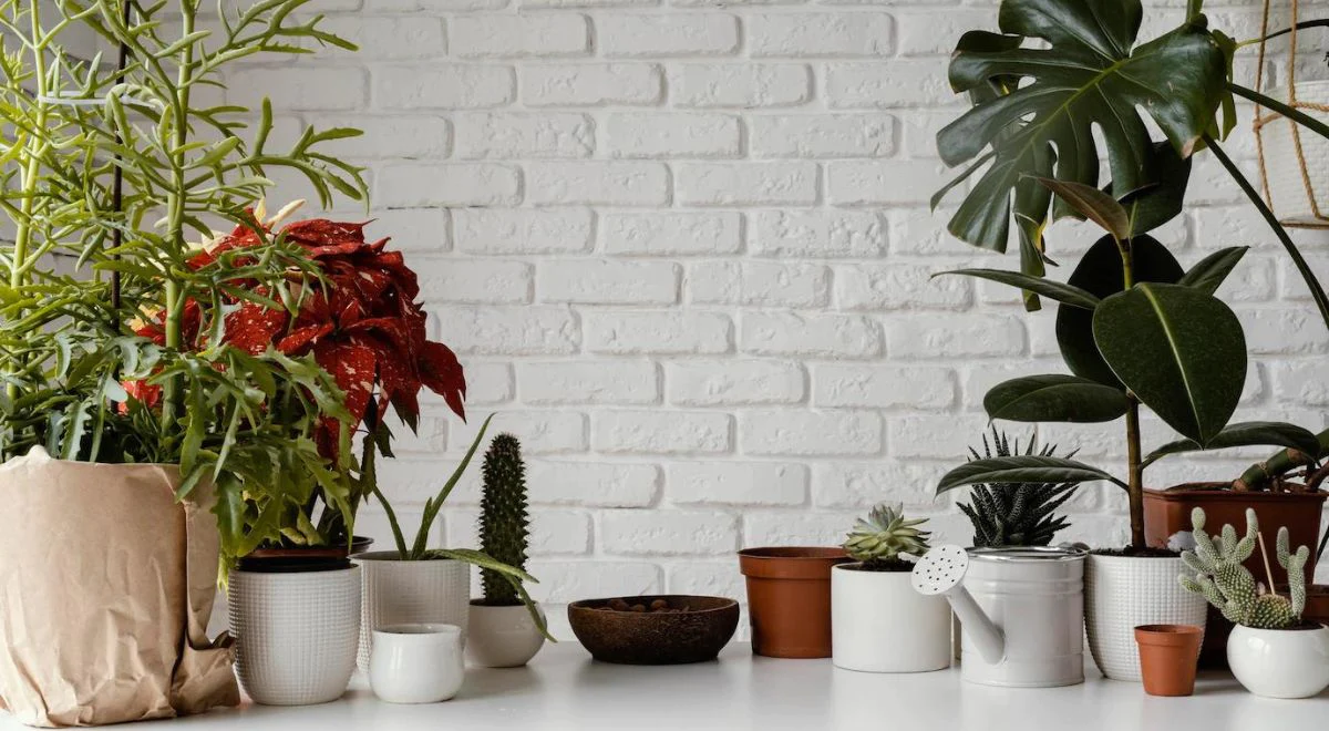 How to Choose the Best Indoor Plant